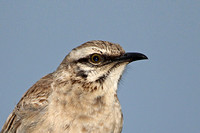 Long-tailed Mockingbird (Adult)