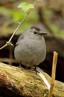 Grey Catbird (Adult)