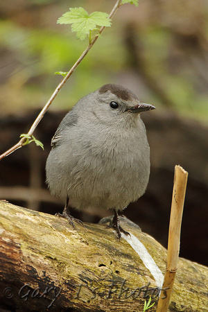 Grey Catbird (Adult)