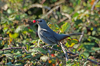 Grey Catbird (1st Winter)