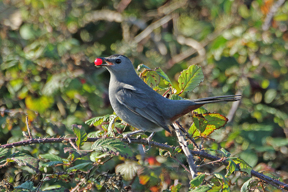 Grey Catbird (1st Winter)