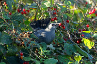 Grey Catbird (1st Winter)