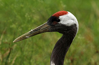 Red-crowned Crane (Adult)