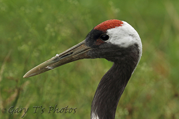 Red-crowned Crane (Adult)