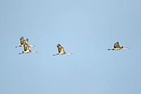 Sandhill Crane (Adults)