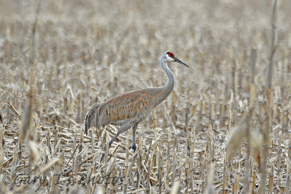 Sandhill Crane (Adult)