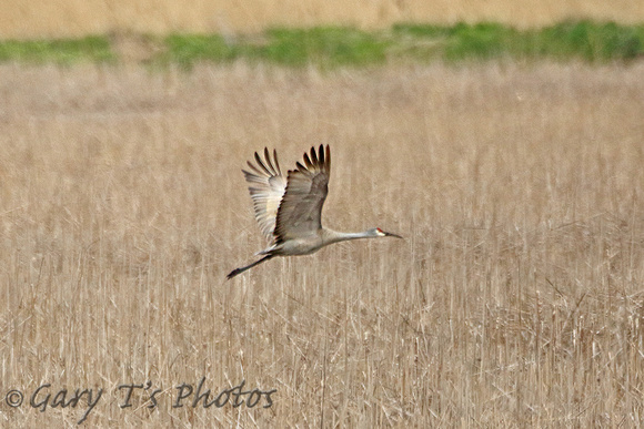 Sandhill Crane (Adult)