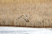 Sandhill Crane (Adult)