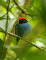 Blue Manakin (Male)