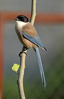 Iberian Azure-winged Magpie (Adult)