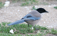 Iberian Azure-winged Magpie (Adult)