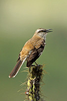 Brown-backed Mockingbird