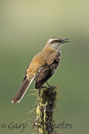 Brown-backed Mockingbird