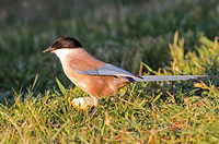 Iberian Azure-winged Magpie (Adult)