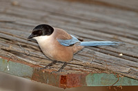 Iberian Azure-winged Magpie (Adult)