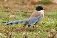 Iberian Azure-winged Magpie (Adult)