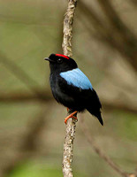 Blue-backed Manakin (Male)