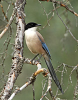 Iberian Azure-winged Magpie (Adult)