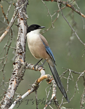 Iberian Azure-winged Magpie (Adult)