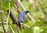 Blue Mockingbird