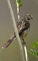 White-tipped Plantcutter (Female)