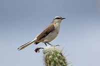 Brown-backed Mockingbird