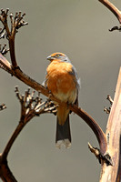 White-tipped Plantcutter (Male)