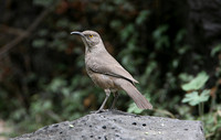 Curve-billed Thrasher