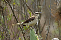 Brown-backed Mockingbird