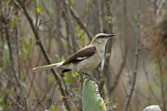 Brown-backed Mockingbird