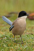 Iberian Azure-winged Magpie (Adult)