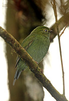 Pin-tailed Manakin (Female)
