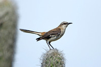 Brown-backed Mockingbird