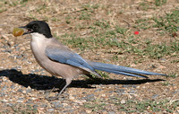 Iberian Azure-winged Magpie (Adult)