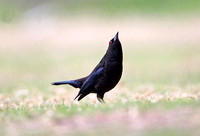 Bronzed Cowbird