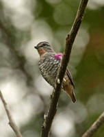 Buff-throated Purpletuft (Male)