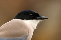 Iberian Azure-winged Magpie (Adult)