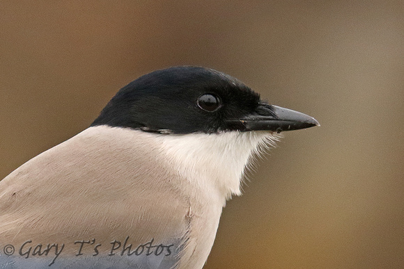 Iberian Azure-winged Magpie (Adult)