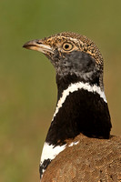 Little Bustard (Male)