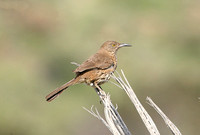 Grey Thrasher