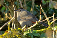 Grey Catbird (1st Winter)