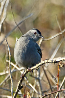 Grey Catbird (1st Winter)