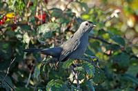 Grey Catbird (1st Winter)