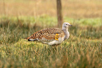 Great Bustard (Adult Male)
