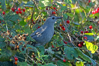 Grey Catbird (1st Winter)