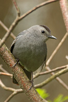 Grey Catbird (Adult)