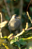 Grey Catbird (1st Winter)