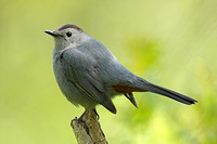 Grey Catbird