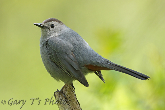 Grey Catbird (Adult)