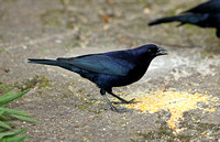 Shiny Cowbird